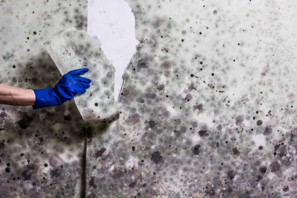 Best Mold Removal Process  in Avondale, AZ